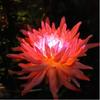 Solar Chrysanthemum Garden Lights Decorative Landscape Lighting Outdoor for Pathway,Garden, Patio, Yard, Walkway,Garden, Flowerbed, Fence