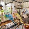 Spinning Puzzle Parrot Mirror Toy Wear-Resisting Parrot Spinning Wheels  Small Parrot