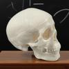 Skull Anatomy Model Skeleton Head Model Realistic Small Skull Crafts Halloween Decor for Teaching Anatomy Learning Classroom