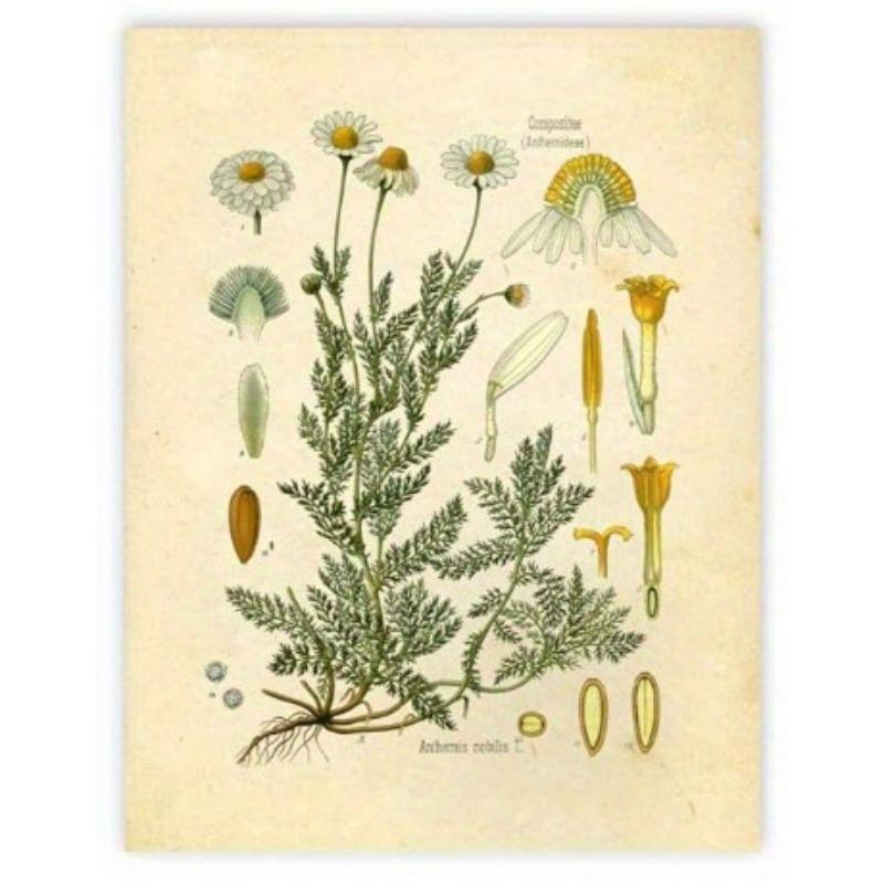 

Винтажные ботанические принты диких цветов, настенное искусство Ink Inc, образовательные ботанические таблицы и плакаты, декор для дома и класса 21cm×30cm NoFrame