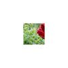 Bird Bath Garden Stake Decorative Bowl Metal Bee Butterfly Feeder Flower for Colorful Lawn Stake for Outdoor Garden Yard Decor