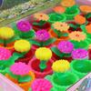 Water-Expanding Cactus Succulent Toys - Creative, Unique & Novel Gifts for Kids