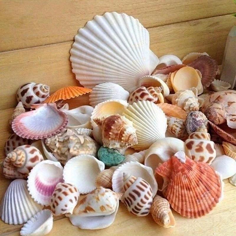 30 Stück/Beutel Mischung Aquarium Strand Nautisch DIY Muscheln Gemischt Lose Meeresmuschel