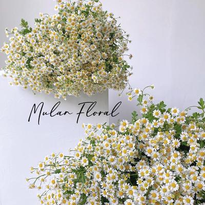 Artificial Chamomile Daisy Bouquet for Home Decor and Photo Props
