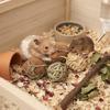 Lot de 4 balles naturelles a grignoter 5 cm pour rongeurs
