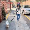 dog shoulder harness sold For small to dogs Adjustable length For and hiking Includes 1 shoulder 1 pet 1 garbage bag 2 and 2 elastic Hands-free (leash