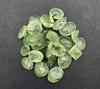 Natural Prehnite Mix Shape Cut Loose Gemstone Lot 10-12 Pcs 100 CT For Jewelry Making