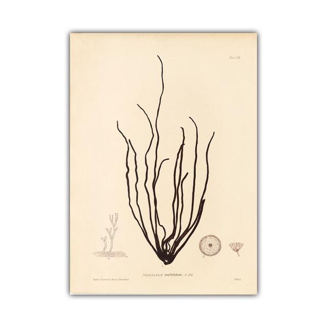Nordic Retro Art Plant Evolution Popular Science Demonstration Canvas Painting Living Room Corridor Poster Home Decoration Mural No Frame