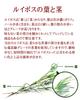 Top Smile Organic Rooibos Tea Pesticide-Free Non-Caffeine JP20 Grade Triangle Tea Bags 3g×30 Hot and Cold Brew
