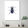 Canvas print Insect Black cockchafer