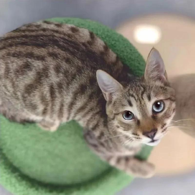 

Сизаль, кошачье дерево, сцепление и износостойкость, гнездо для лазанья кошек, высокая несущая способность, платформа для прыжков кошек, товары для животных, когтеточки 107X93cm зелёный