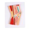 Educational PVC Knee Joint Anatomy Model Sectional Anatomical Patella Knee Joint Model For Education Clinical Setting