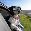 Wasserdichte Hundebrille Sonnenbrille Anti-UV-Schutz Augen Sonnenbrille Haustierbedarf
