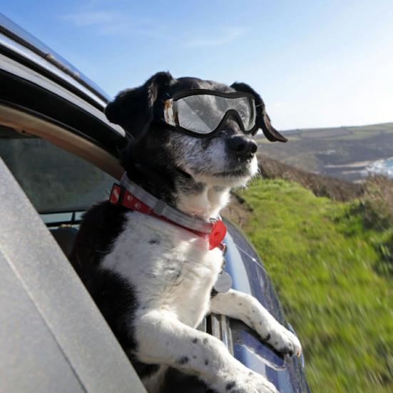 Wasserdichte Hundebrille Sonnenbrille Anti-UV-Schutz Augen Sonnenbrille Haustierbedarf
