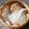 Photo Prop Hamster Clothes Cute Dress, Sweet Floral Heart Fruit Prints, Lace Trim Pet Dress Small Animal Costume with Bow, Animals Outfit for Squirrel