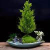 DIY Decor Gift Artificial Pine Tree Real-Touch Cypress Tree  Christmas Halloween Decoration