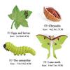 Oenux Simulation Luna Moth Salmon Butterfly Ants Life Growth Cycle Animals Model Action Figures Educational Miniature Kids Toy