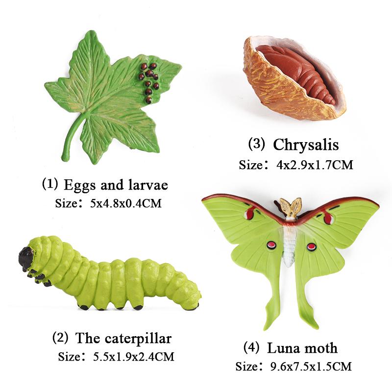 Oenux Simulation Luna Moth Salmon Butterfly Ants Life Growth Cycle Animals Model Action Figures Educational Miniature Kids Toy