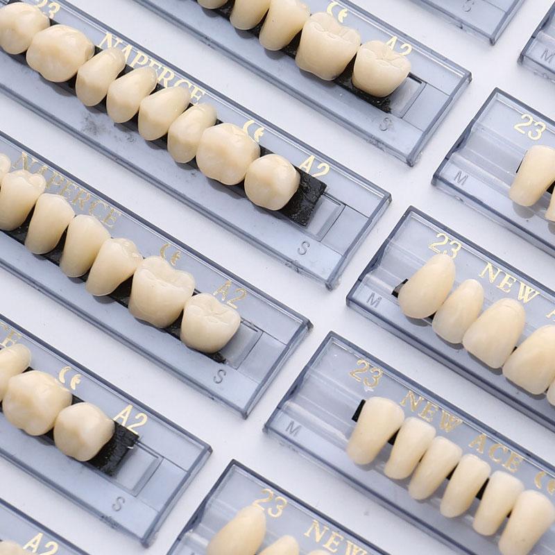 Resin Dental Synthetic Polymer Denture Card Model