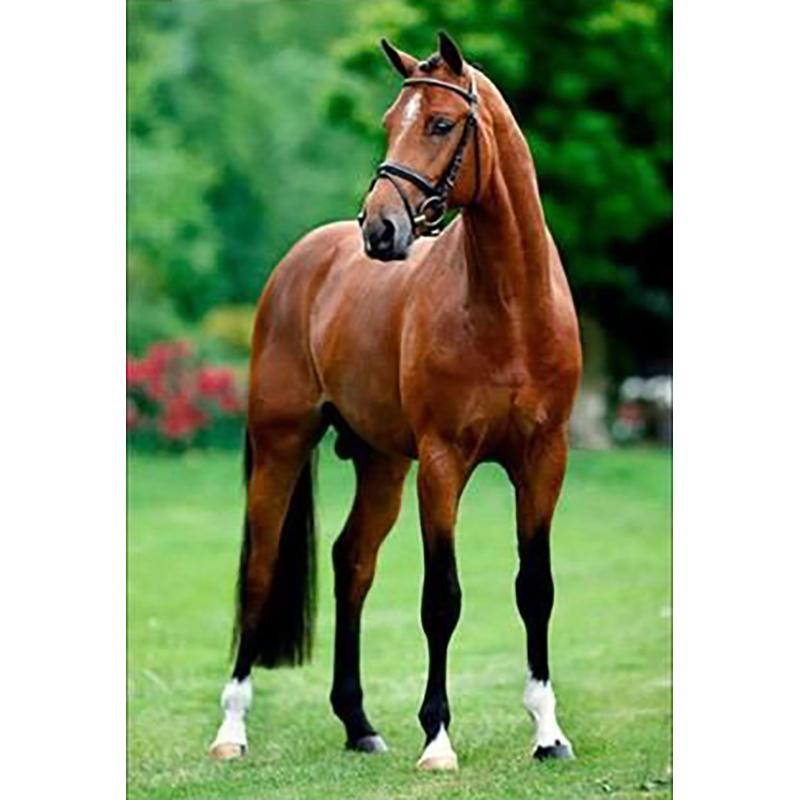 At DIY 5D Elmas Boyama Tam Yuvarlak Matkap Hayvan Elmas Nakış Çapraz Dikiş Mozaik Kitleri Reçine Duvar Sanatı Ev Dekor