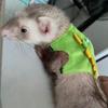 Arnés Chaleco Correa a Prueba de Escape para Hurón Mascota Angora Marta Comadreja Abrigo Estilo Caminar Duradero