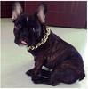 Dog Collar Chain Gold Gold Plated Size S