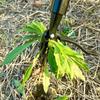 Durable Aluminum Weeding Tool Head