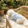Thin Breathable Mesh Dog Vest Round Neck Dog Cooling Vest Cooling Pet Vest  Photography