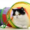 Practical Cat Tunnel Pet Tube Collapsible Play Toy Indoor Outdoor Kitty Puppy Toys for Puzzle Exercising Training