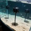 Pești și animale marine – Decorul acvariului