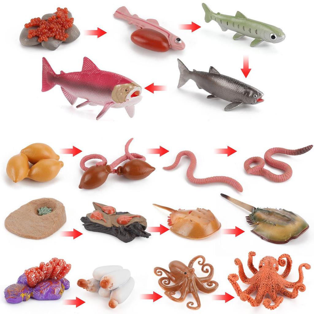 Animal Growth Cycle Models: Chicken, Duck, Goose, Butterfly, Turtle, Frog Montessori Teaching Figurines