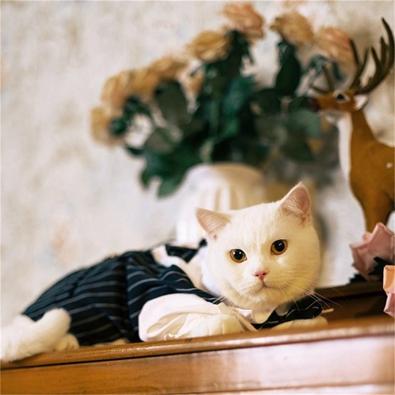 Hund Smoking Anzug Kostüm Haustier Katze Hund Hochzeit Geburtstagsparty Formelles Hemd Mit Fliege Für Welpen Kleine Mittlere Hunde Kostüm Kleidung