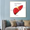 Human Organs Brain Liver Heart Anatomy Poster Print Canvas Painting Human Body Map Medical Classroom Office Room Home Decoration
