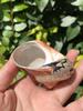 Large South African Abalone Green Seashell Ornament for Aquariums & Hermit Crabs