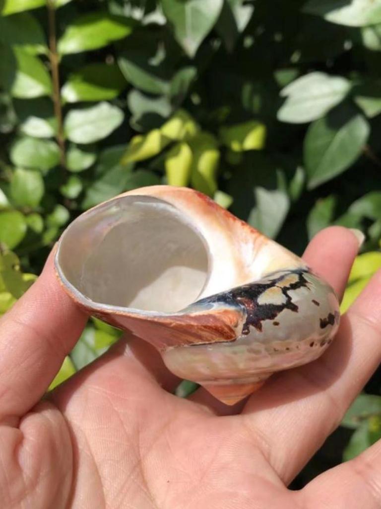Large South African Abalone Green Seashell Ornament for Aquariums & Hermit Crabs