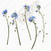 Art Candle Making Natural Card Pressed Flower Don't Forget Me Forget-Me-Not with Stem Dried Flowers