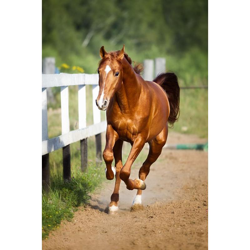 At DIY 5D Elmas Boyama Tam Yuvarlak Matkap Hayvan Elmas Nakış Çapraz Dikiş Mozaik Kitleri Reçine Duvar Sanatı Ev Dekor