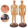 50cm / 19.7in Brass Color Acupuncture Body Model Clear Meridians Acupuncture Model