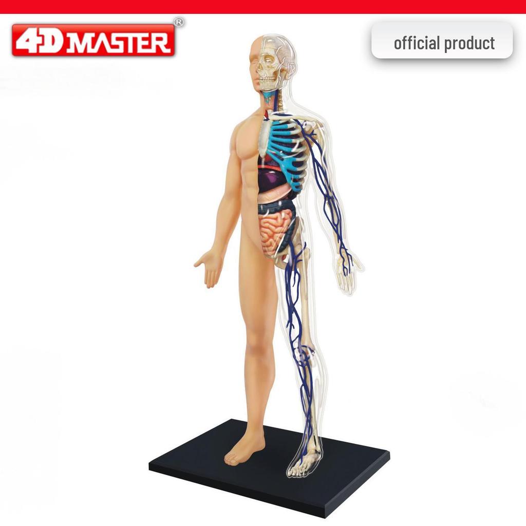 4D Knee Joint Ligament Anatomy Model for Medical Teaching