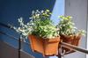 Brick-red Plastic Balcony Box Flowerpot 40x17cm with Lobelia Saucer