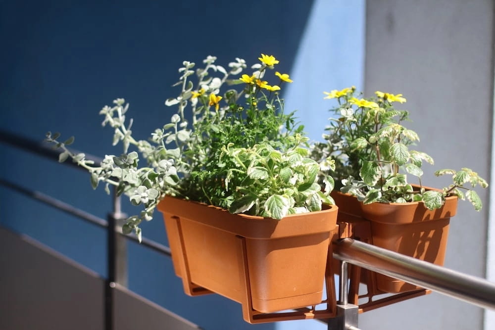 Brick-red Plastic Balcony Box Flowerpot 40x17cm with Lobelia Saucer