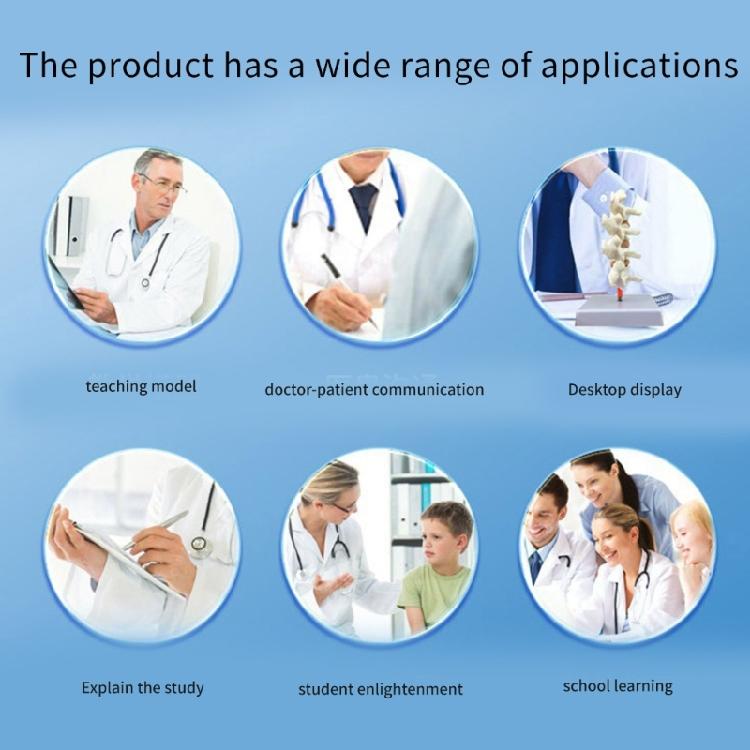 Human Brain Anatomy Model with Detachable Organs Body Part Educational Human Brain Anatomy Model for Kid Teen Aged 7-14