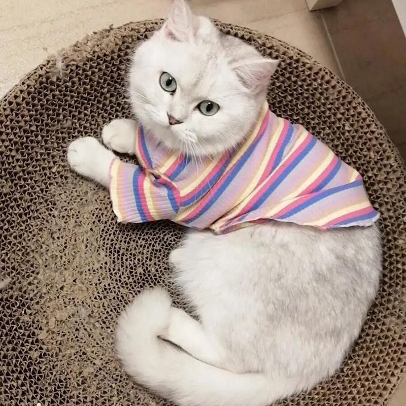 Buntes Streifen Sphynx Katze Westen Shirt für Kleine Katzen Katten Kedi Baumwolle Welpe Hund Haustier Kleidung mascotas Kleidung ropa para gatos