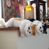 Simulation Furry Hanging Cat Realistic Cat Doll Animal Figurines Plush Hanging Kitten Toy Cute Kitten Model Gift Home Tv Decor