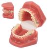 Ceramic Dental Orthodontic Demonstration Model Teeth Model with Metal Wires and Bracket for Teaching Learning