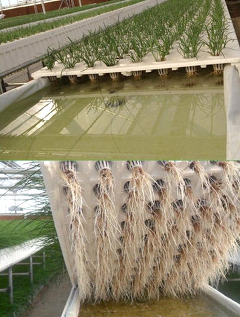 20Pcs Plant Nursery Mesh Cup Pots Grow Pot Sponge Net Colonization Vegetable Planter Growing Basket Holder Hydroponic Soilless
