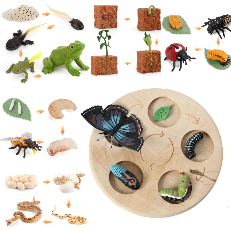Animal Life Cycle Board Children Plaything Montessori Teaching Aids Plant Animal Growth Cycle Miniature Kit preschool cognitive Playthings