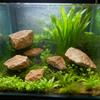 100g 250g 500g Natural Aquarium Decor Stone Rockery Landscaping Fish Tank Great Professional Stone Decoration for Fish Tank