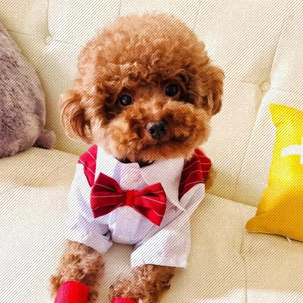 English Style Gentleman Dog Dress Puppy Suit with Tie for Formal Occasions Four Seasons Wedding Pet Photo Teddy Clothes