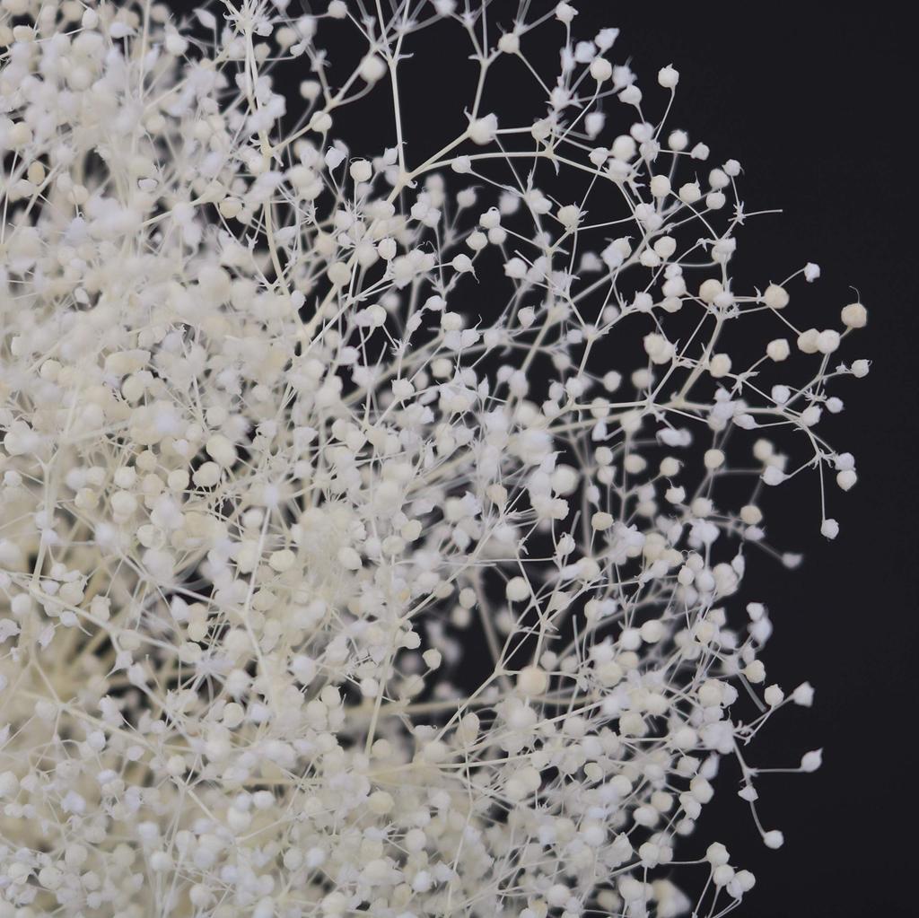 Takeda Large Length 350mm Baby's Breath, White, Bundle, Approx. [40-0312]